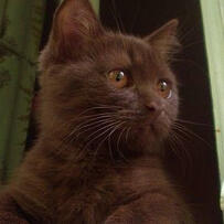 i would be a brown stumpy cat